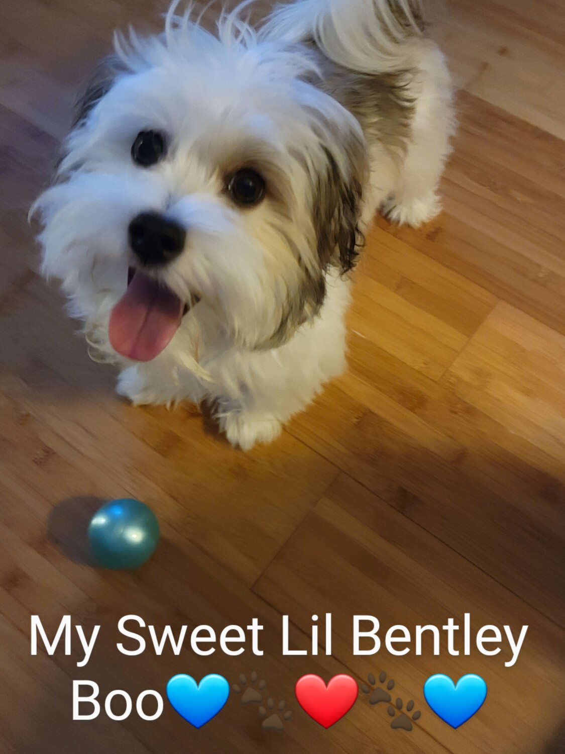 Bentley Boo
