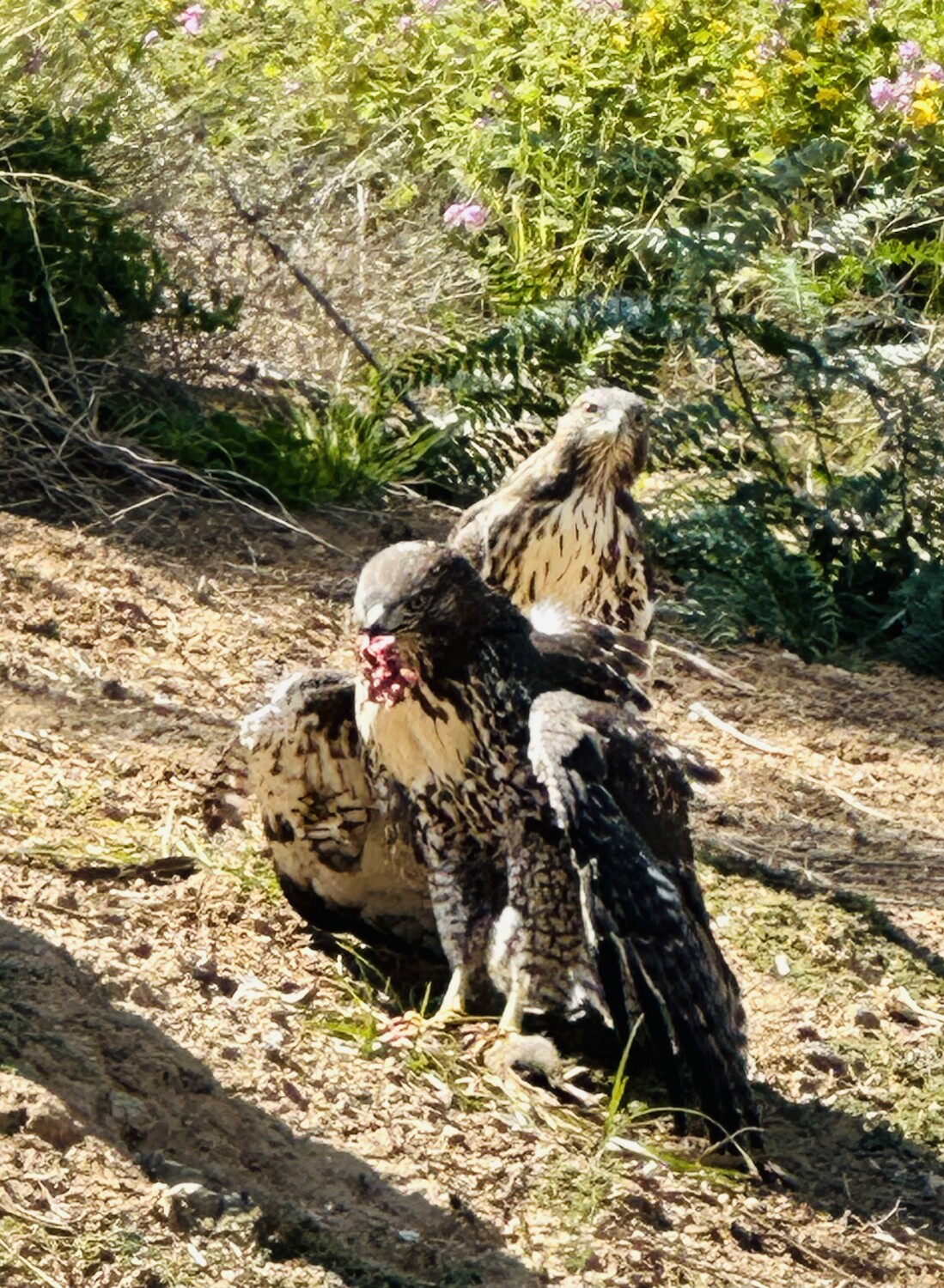 Hawks on prey
