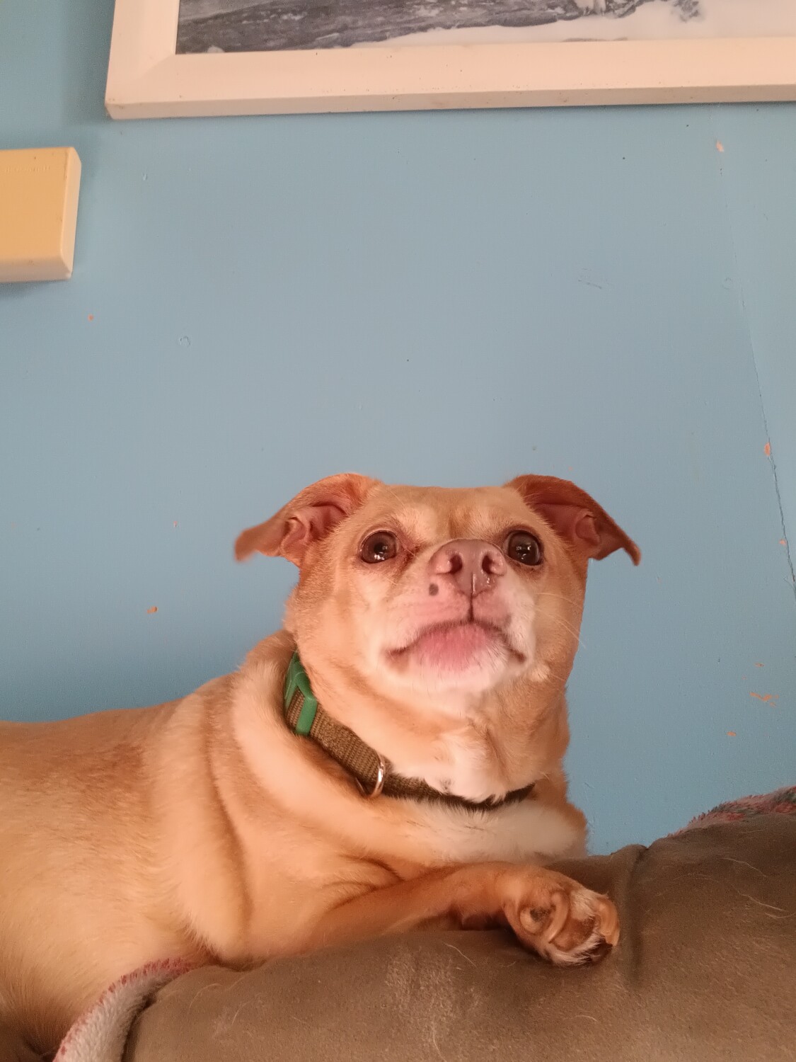 TyTy watching the neighbors