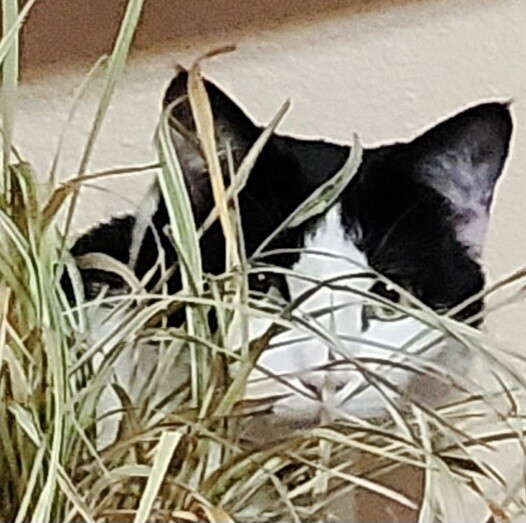 BeBe's Stalking technique.