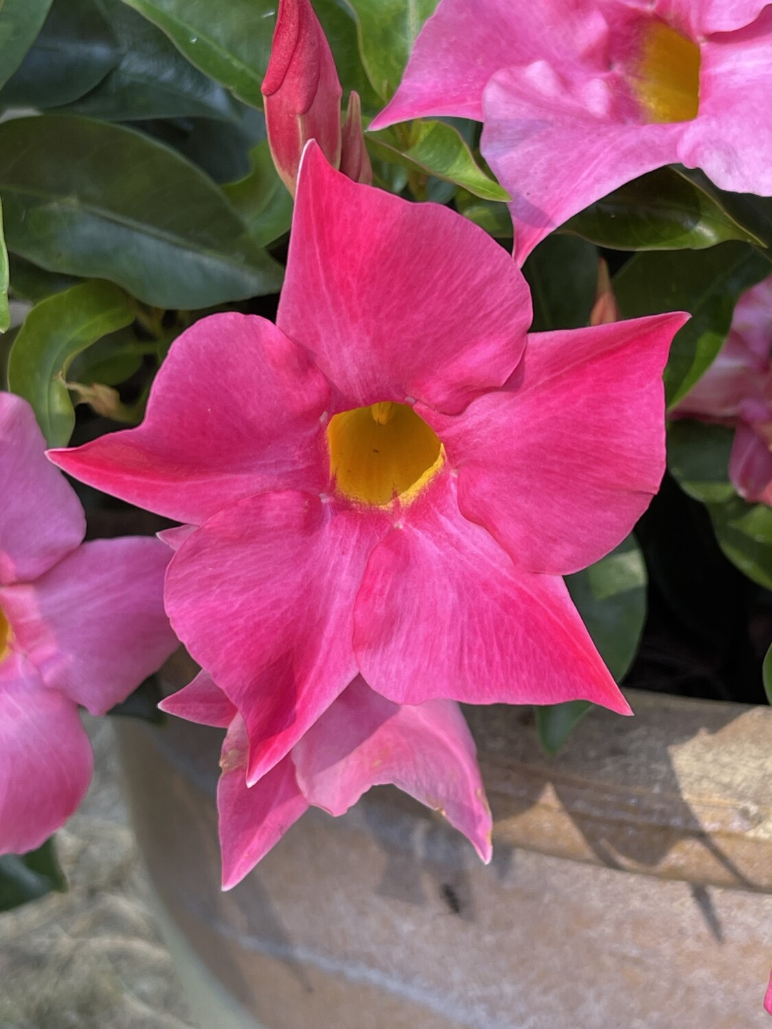 Mandevilla Beauty