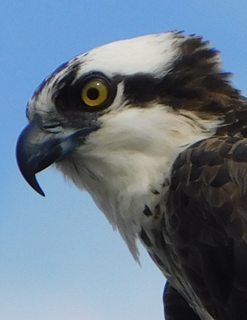 Eye of the hunter