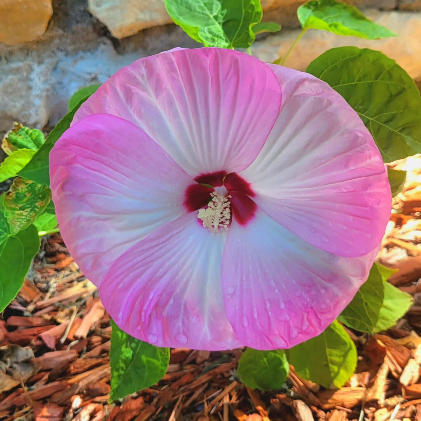 Morning dew hibiscus
