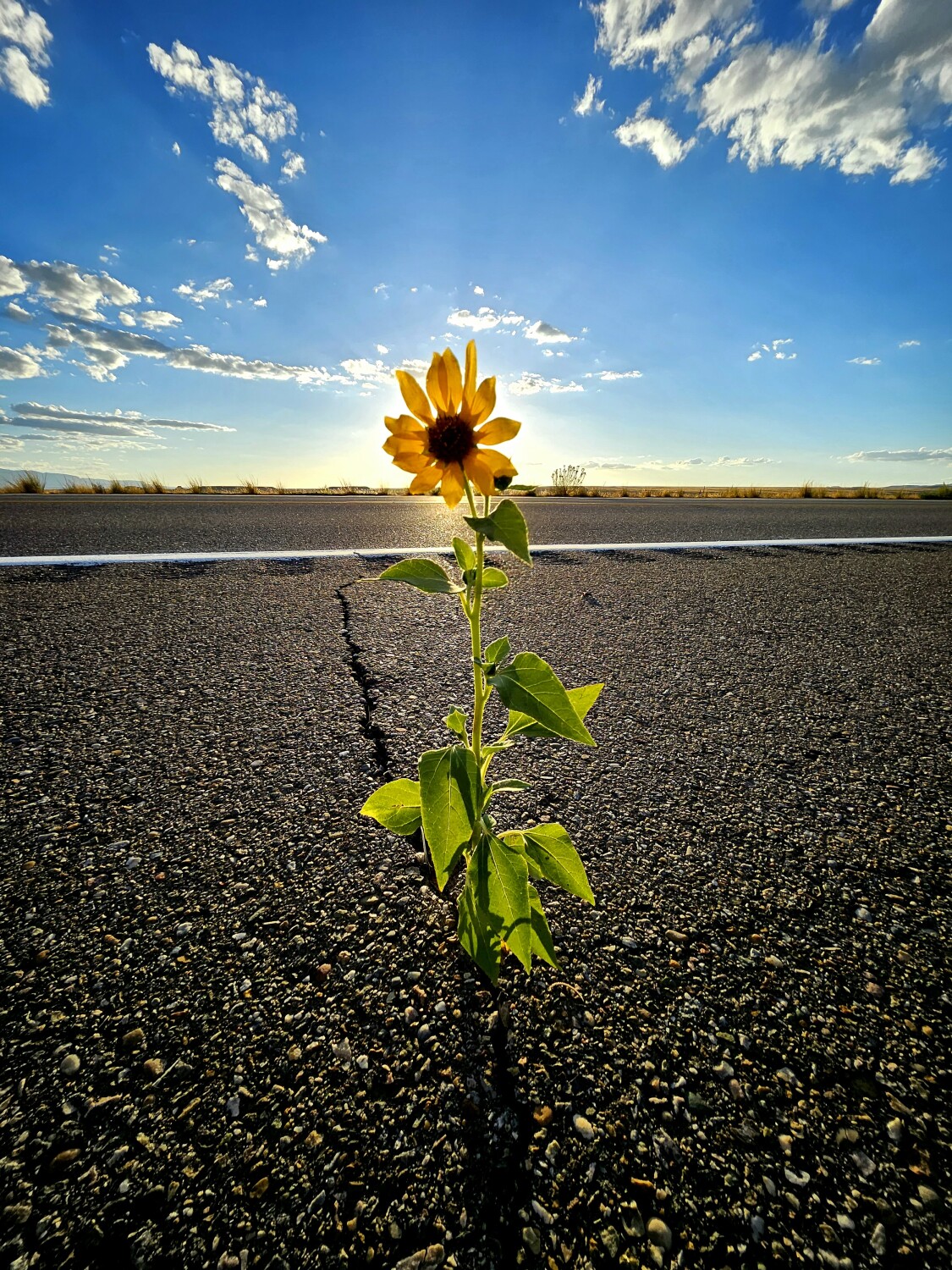 Growing in tough places!