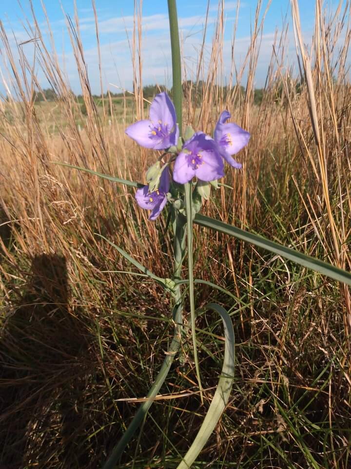 Wild Spiderwort