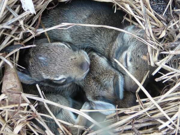 Nursery in the garden
