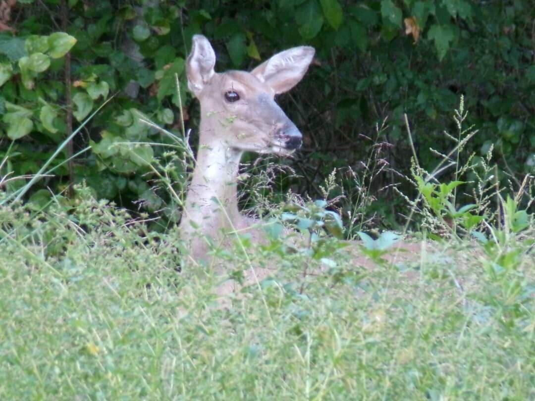 Peek-a-boo Doe