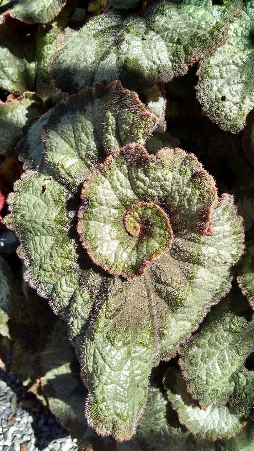 The Complexity of Simplicity