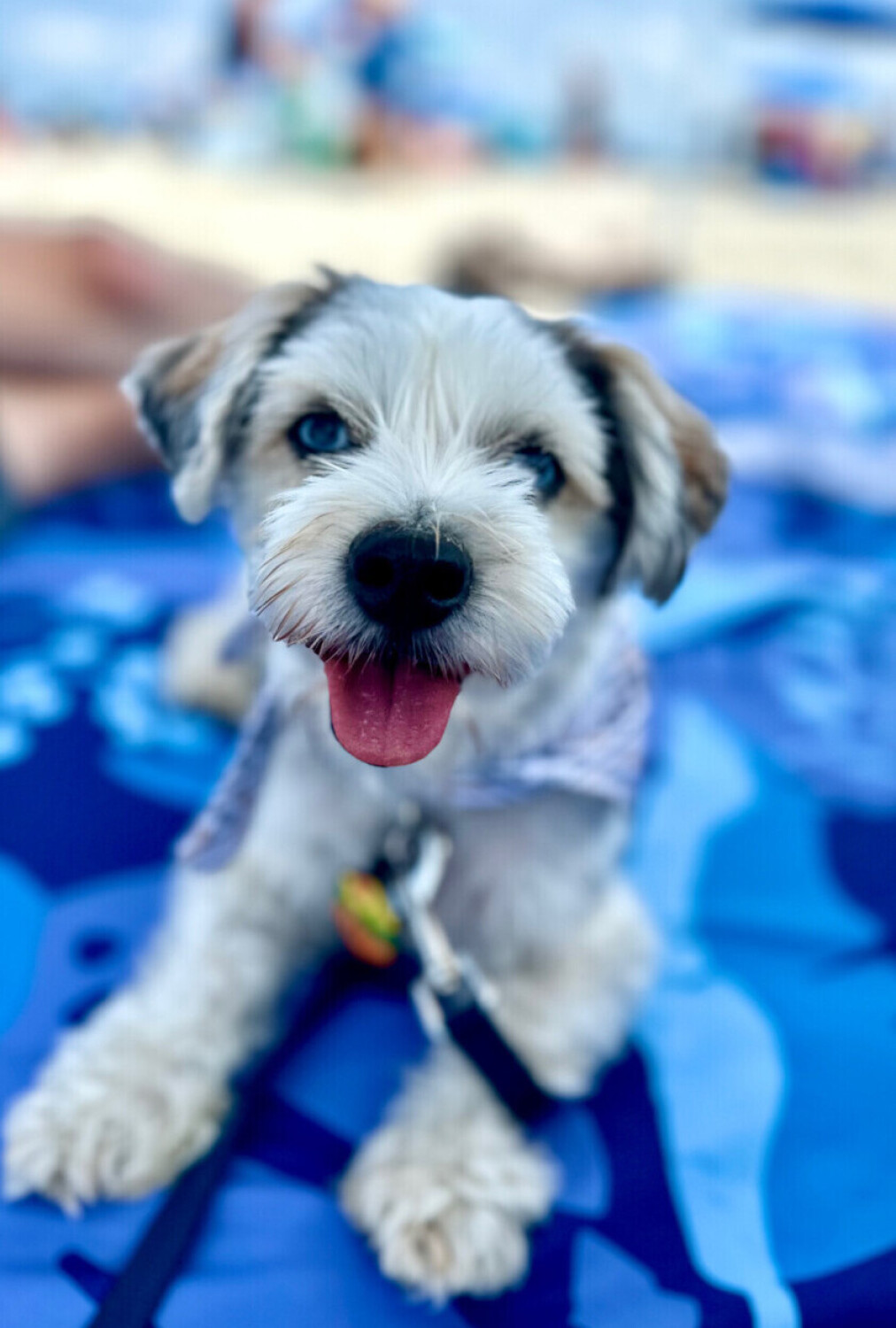 Lily’s Adventures - Beach Edition