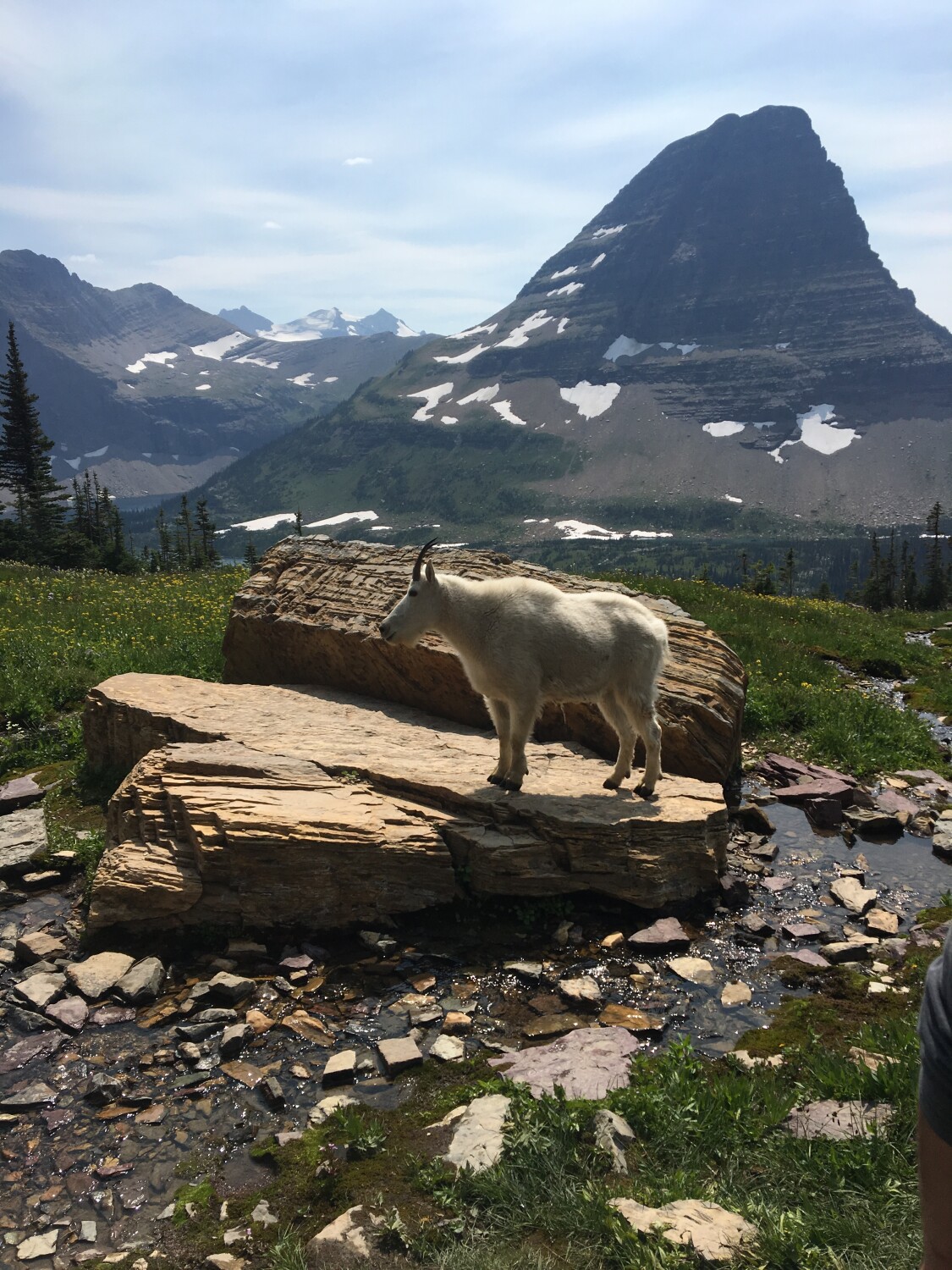 Glacier Mountain Goat
