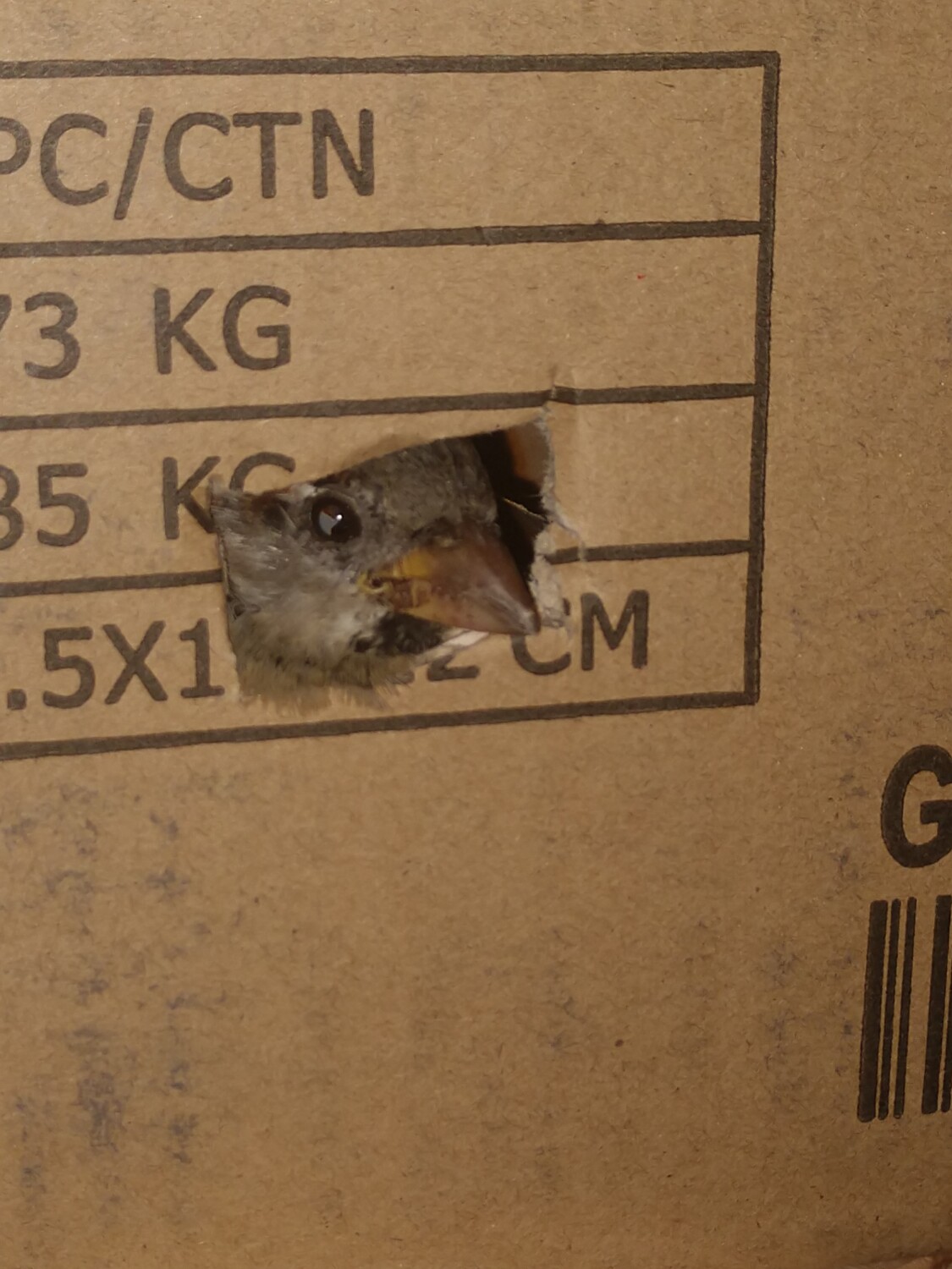 My little rescued birdie