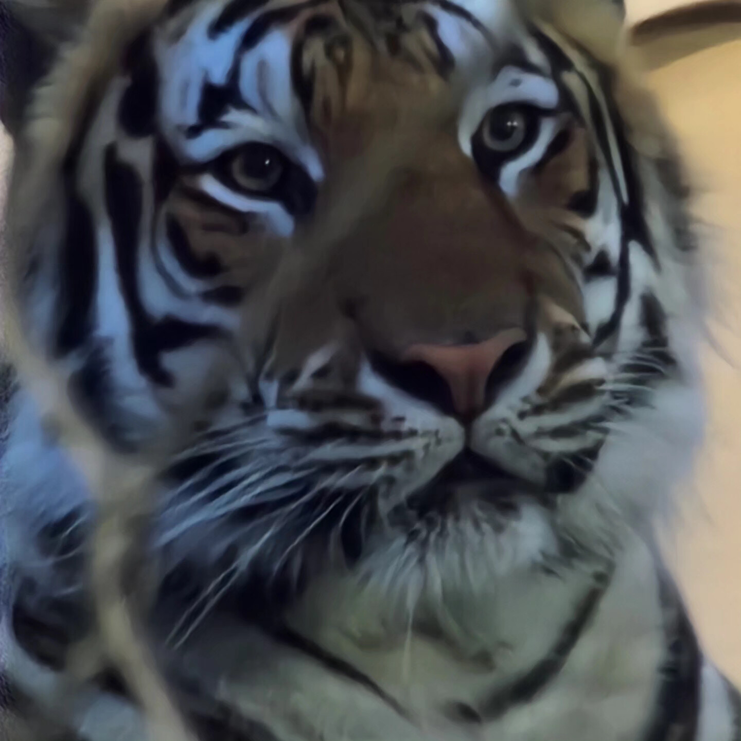 Mike the tiger on the top of Pride Rock