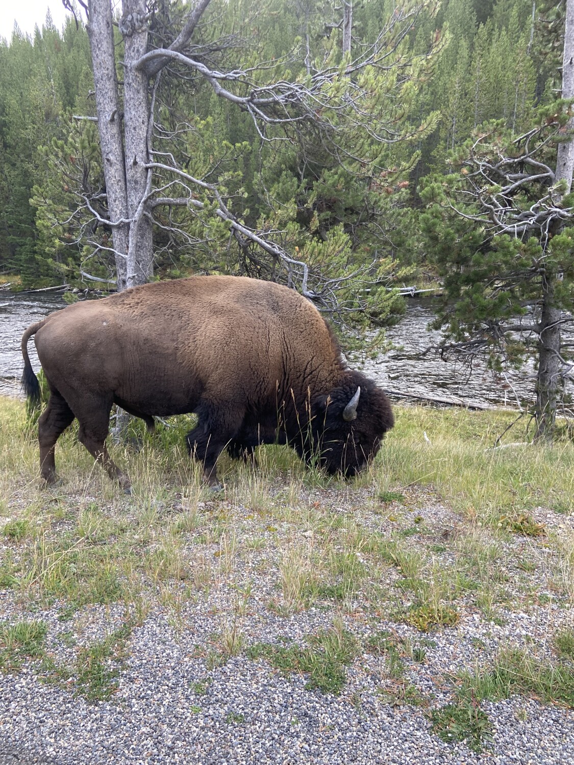 Wild Buffalo