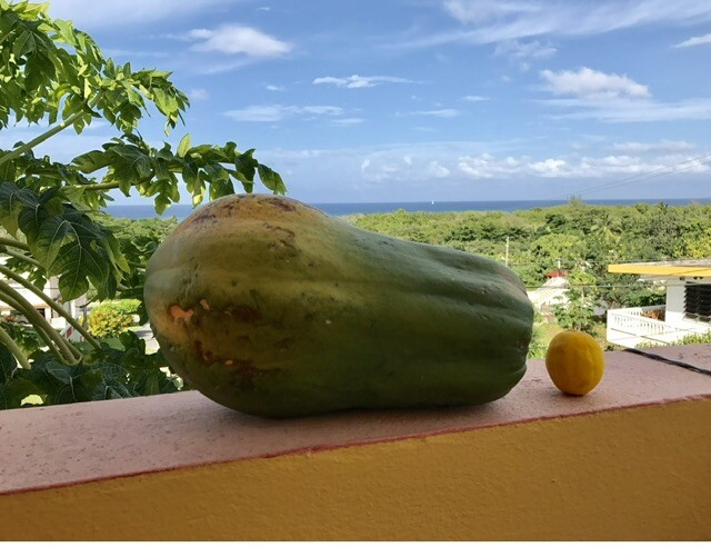 When size makes no difference in Puerto Rico 🇵🇷