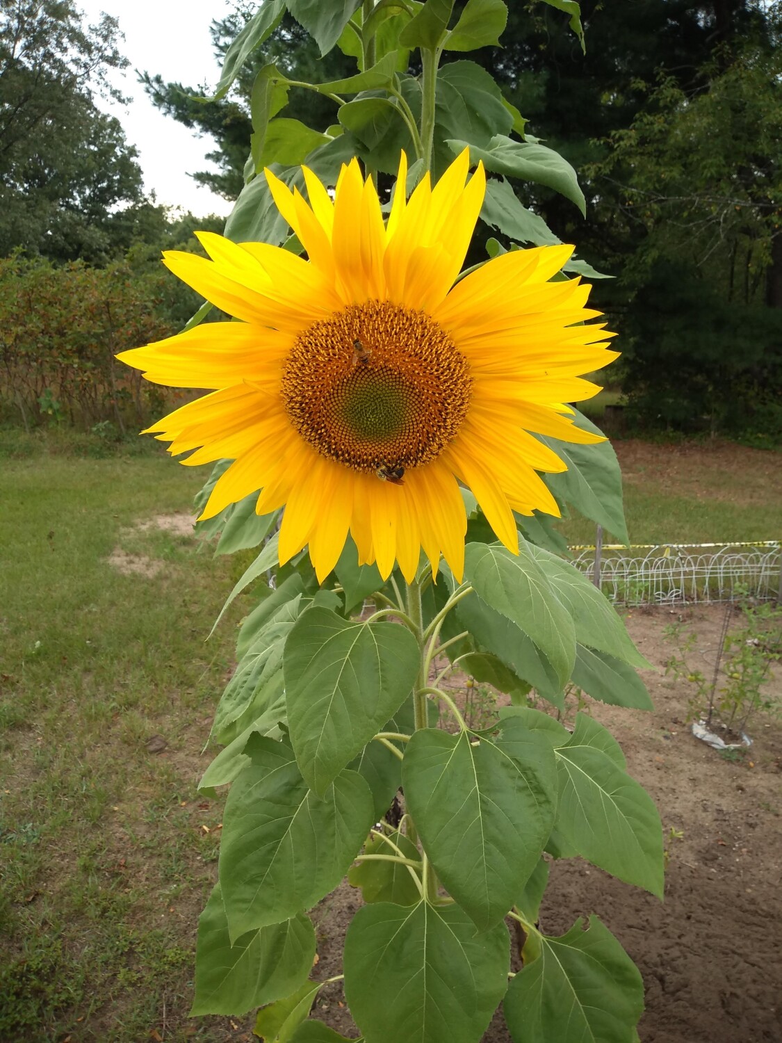 Sunflower