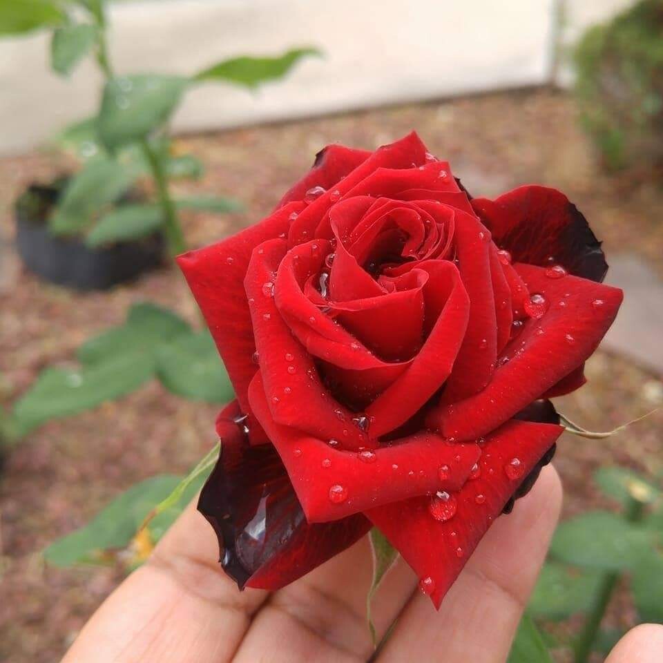 Rain drops on a Rose .🌹