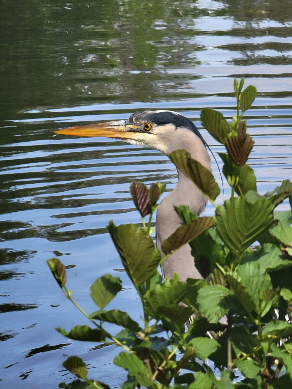 Heron