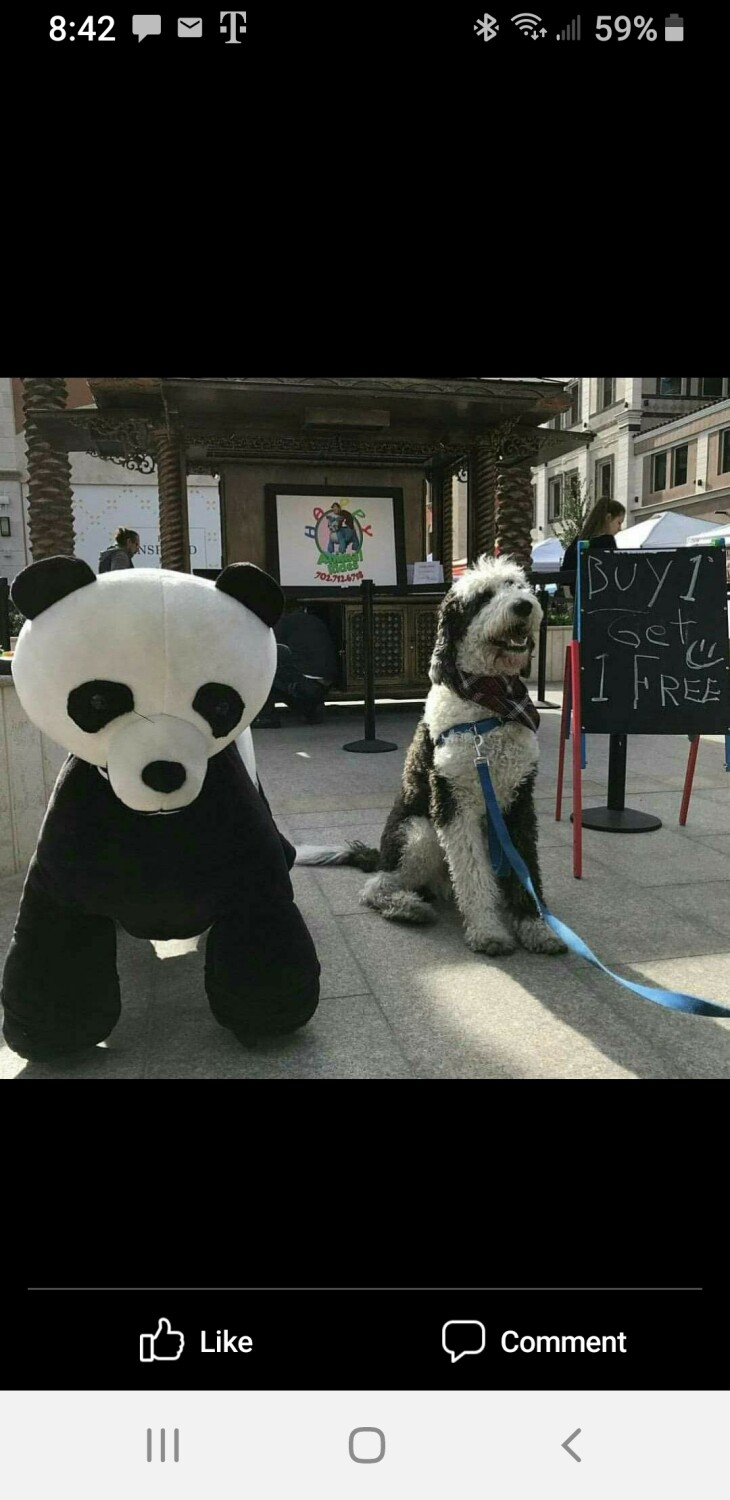 Panda