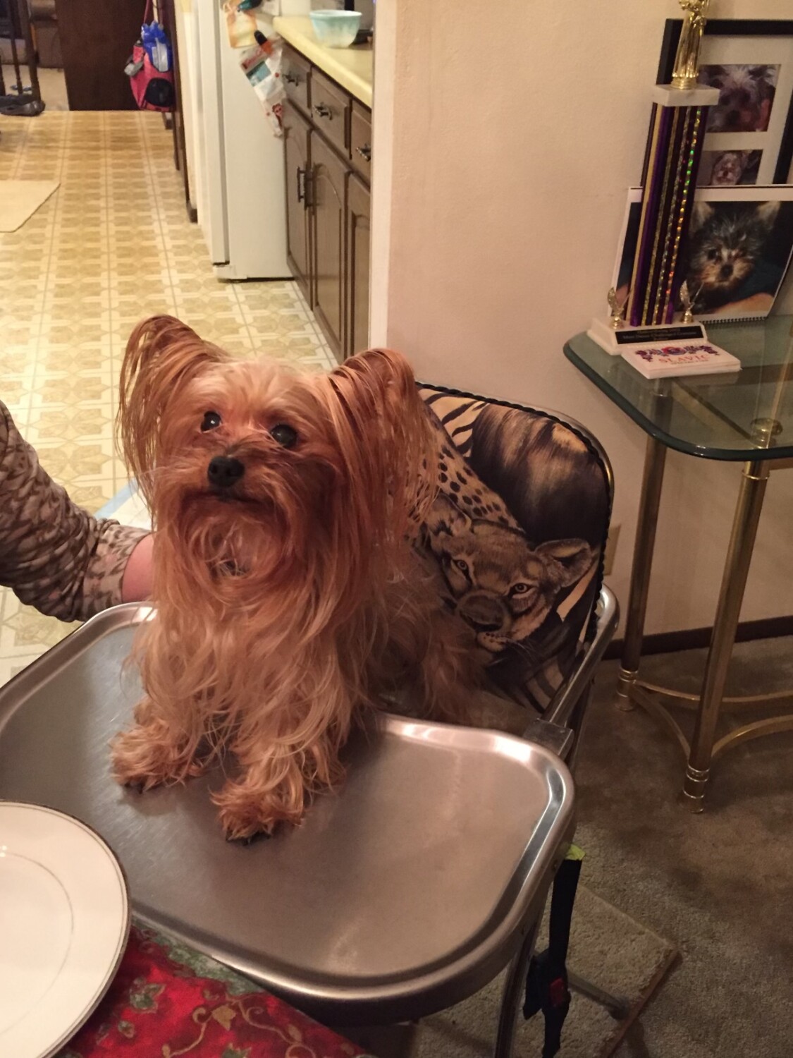 Sweeti is ready for dinner!!