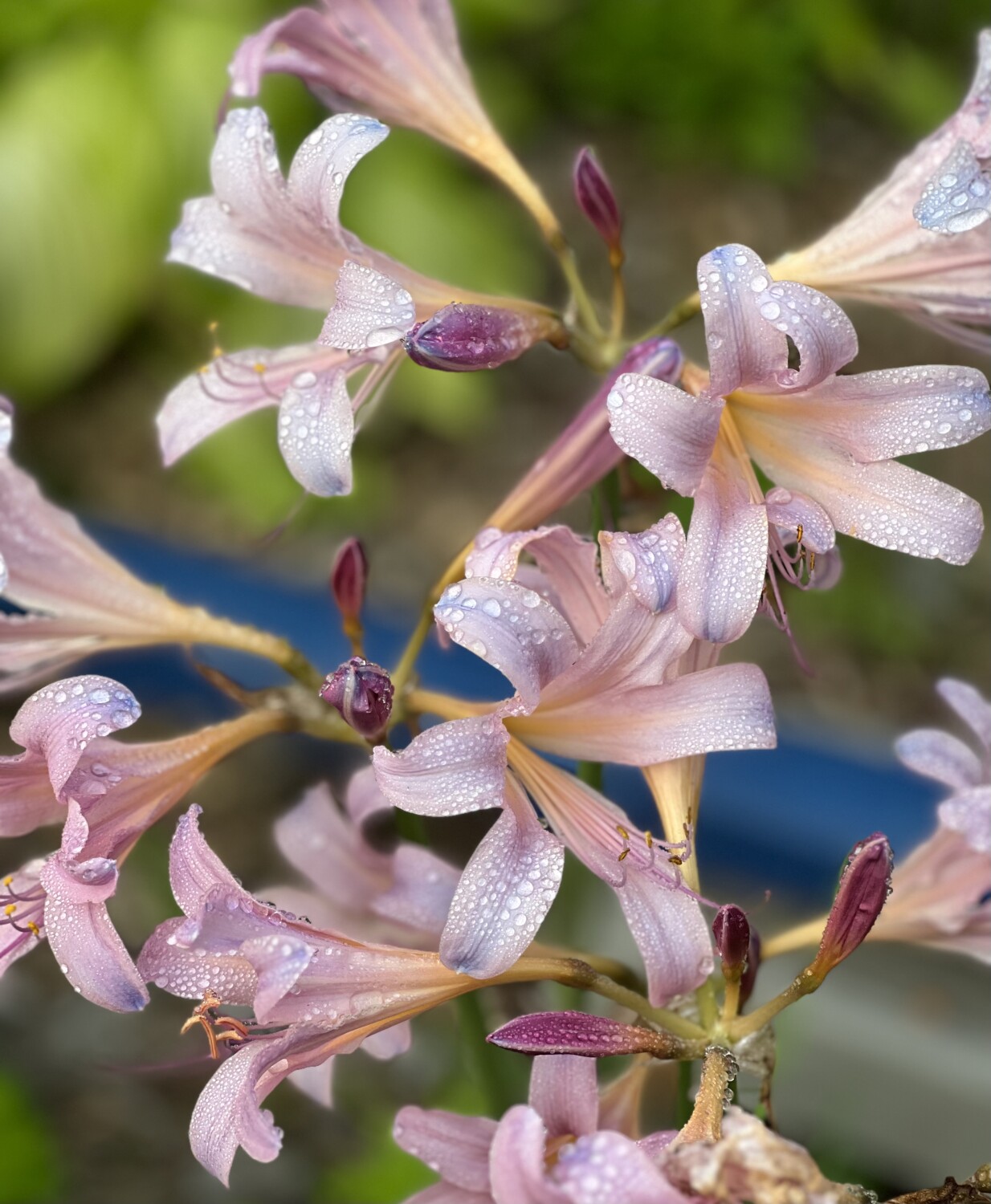 My neighbor’s garden