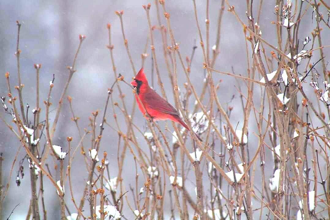 Winter Cardinal