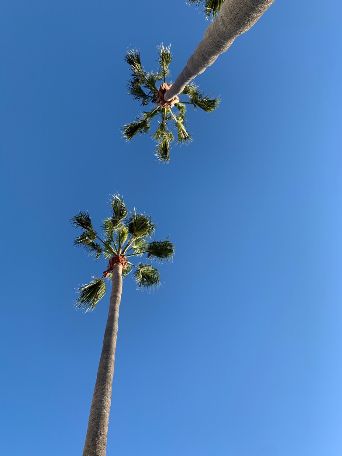 California day dreaming