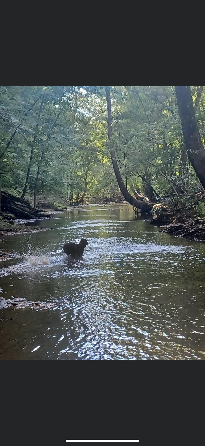 Aussie on the River