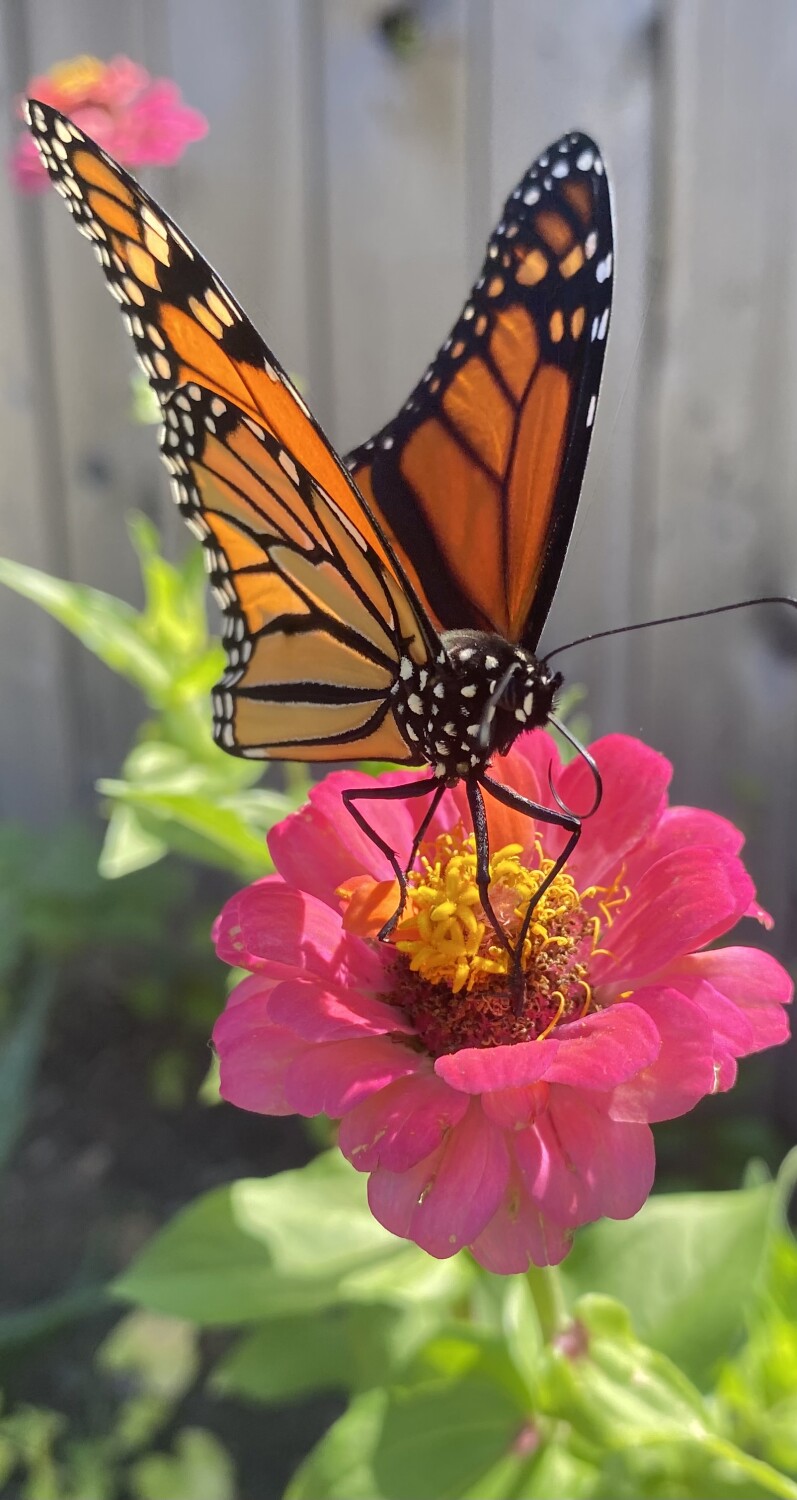 Monarca in the Celia’s Garden