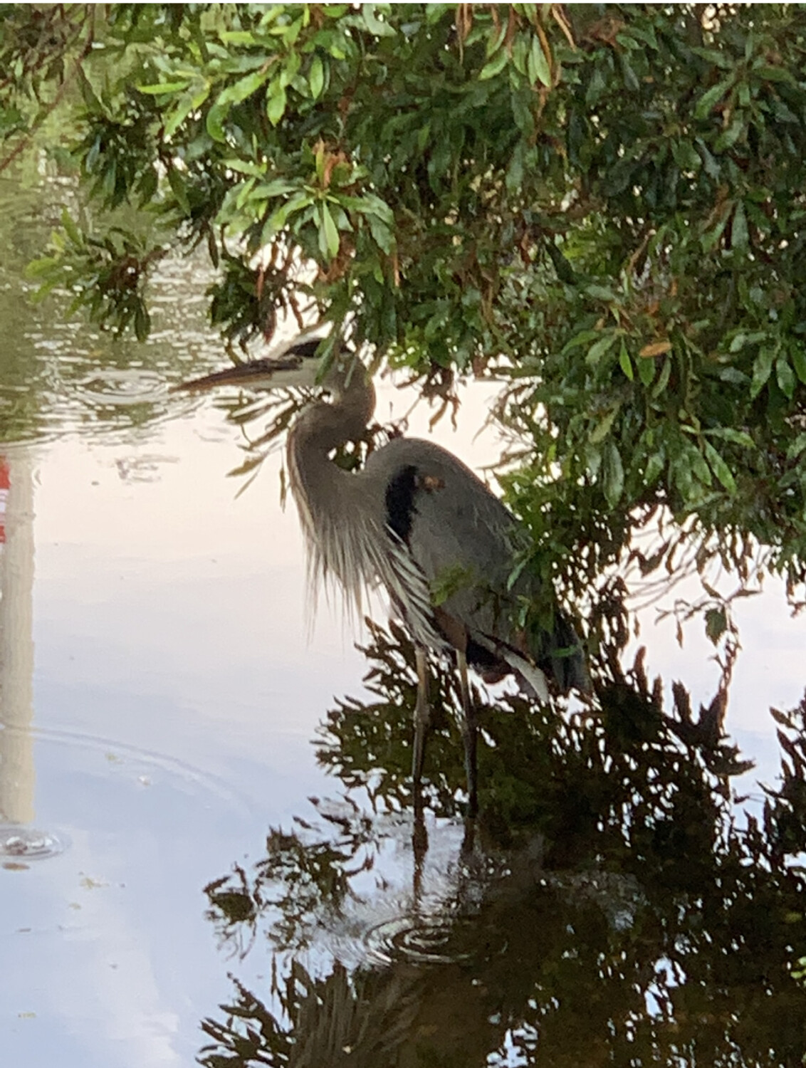 The Great Blue Heron