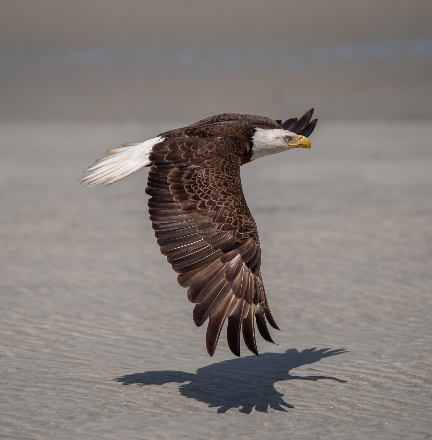Eagle at the beach