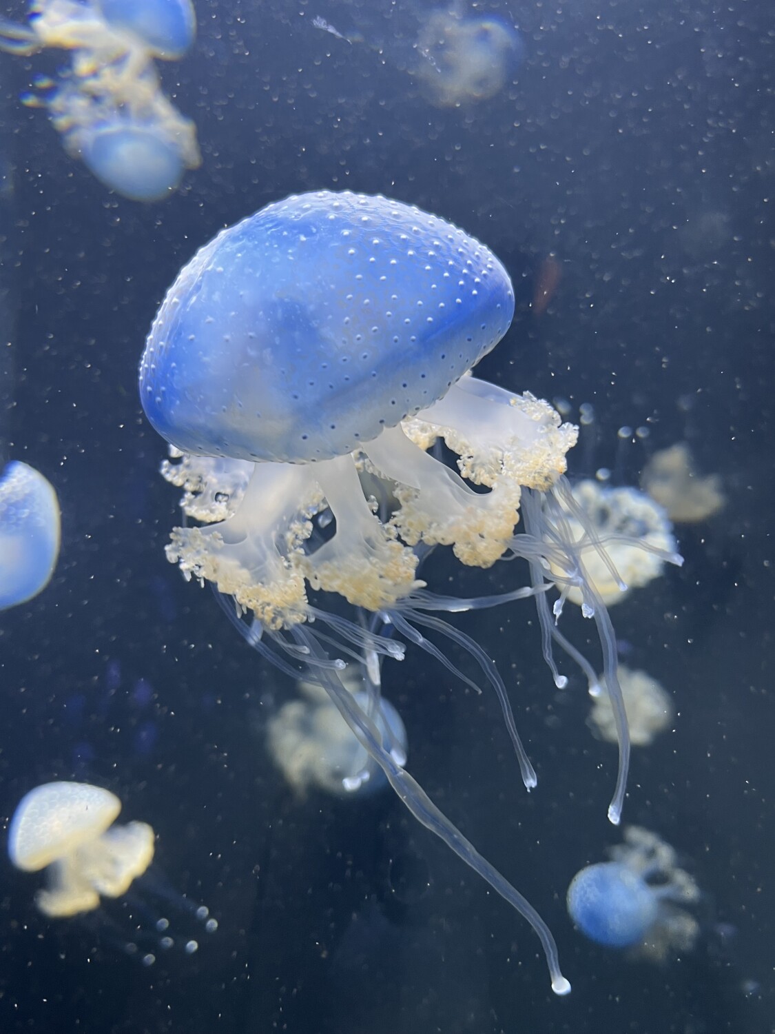 Shedd Aquarium Chicago