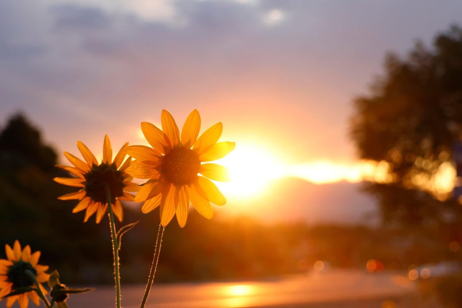 Sunset Sunflowers
