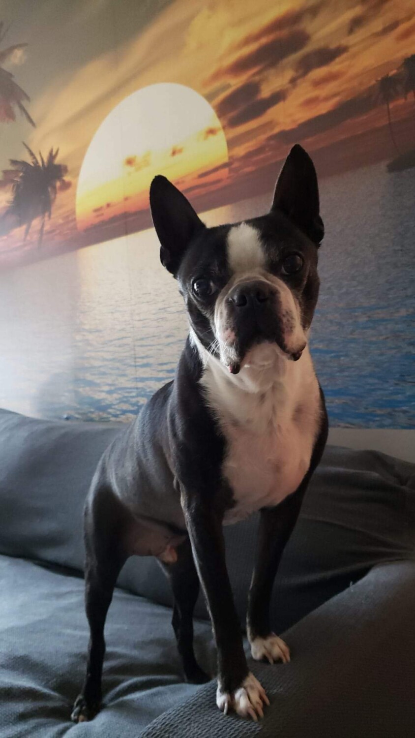 Niko and the sun set