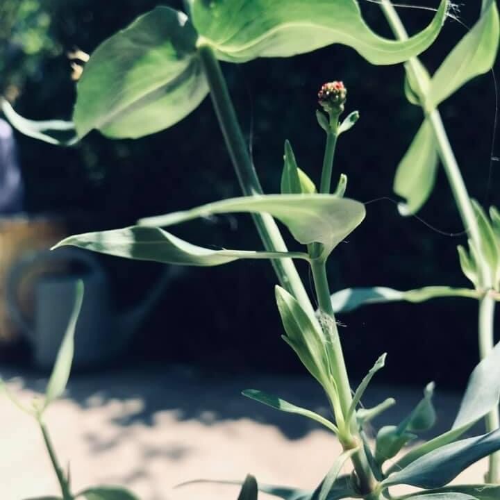 Hope before the bloom