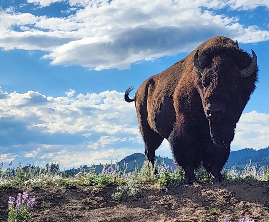 Yellowstone Buffalo