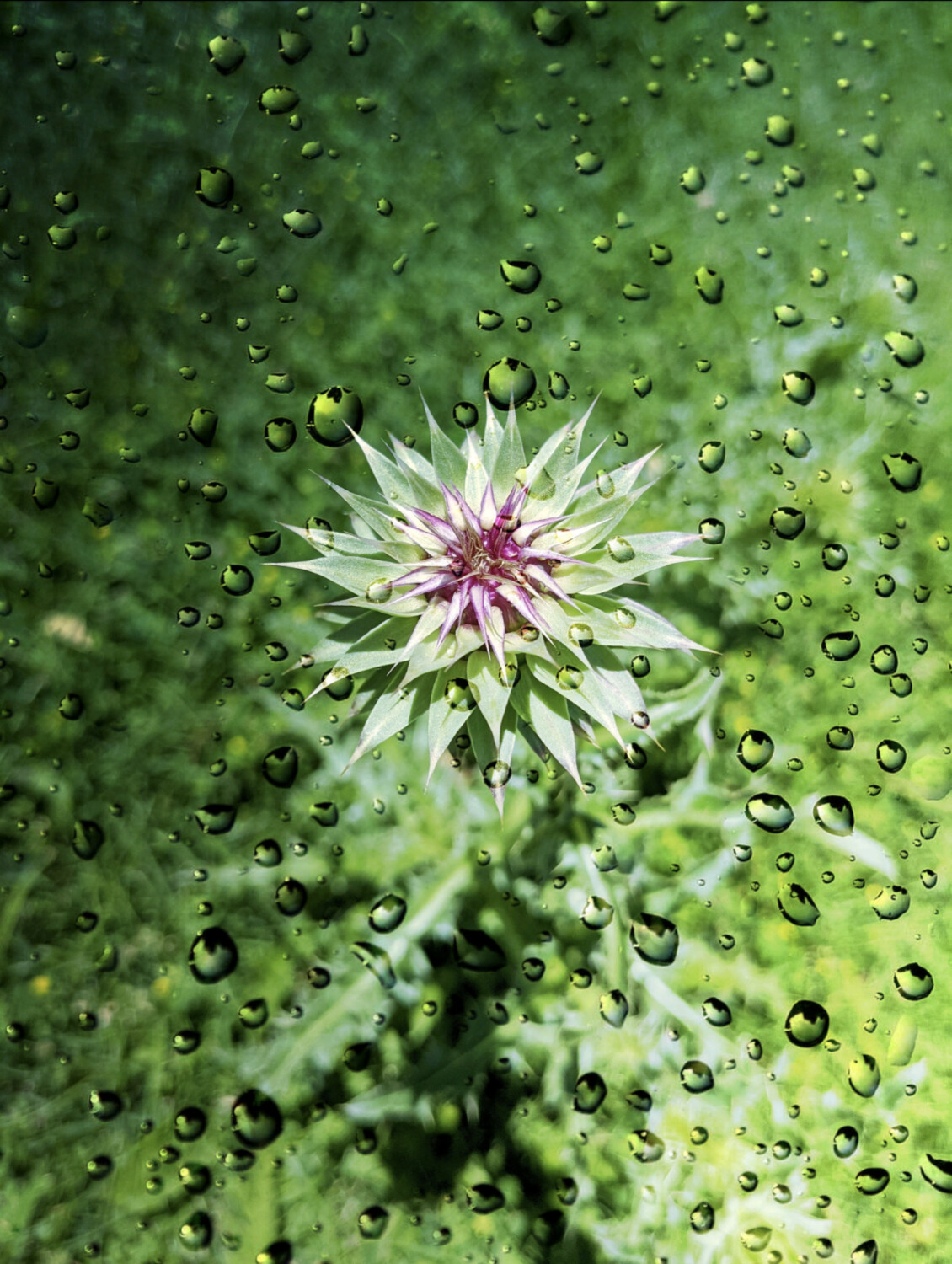 Thistle in the rain