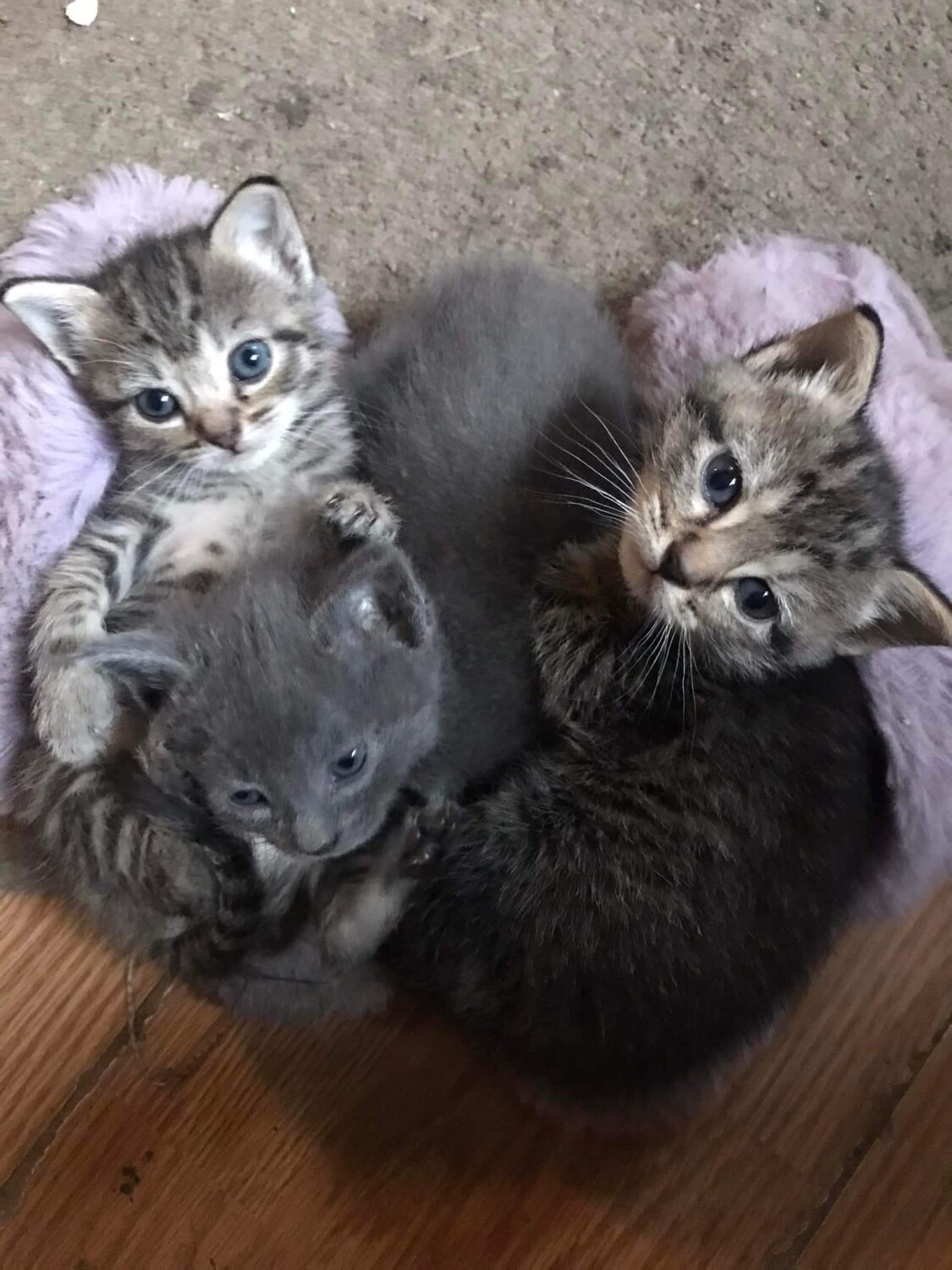 Kittens