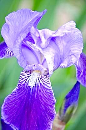 Iris Spring