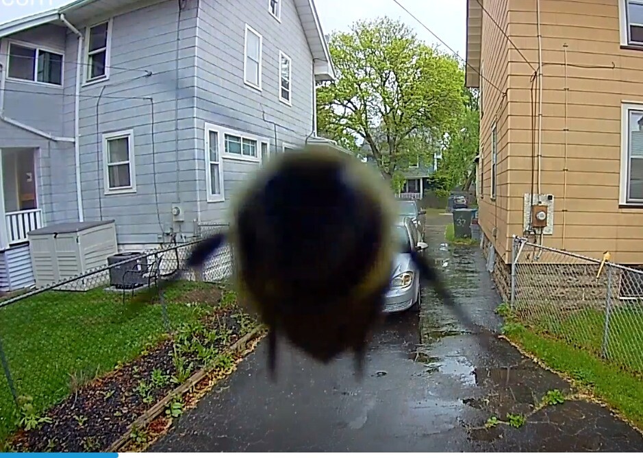 bee selfie