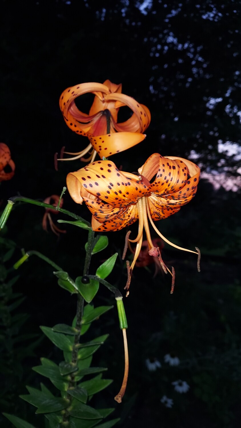 Tiger Lilly at night