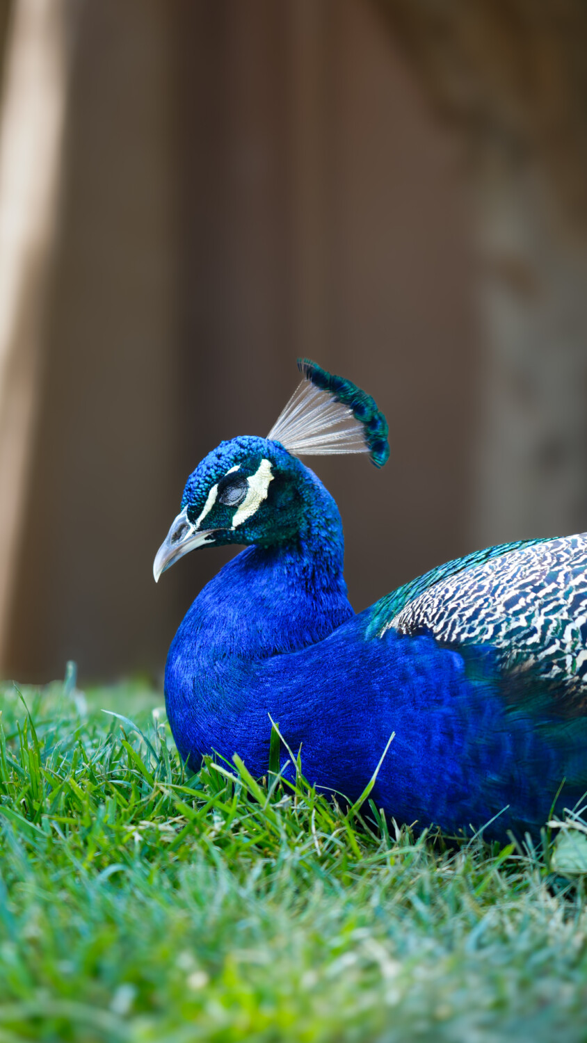 Sleepy Peacock