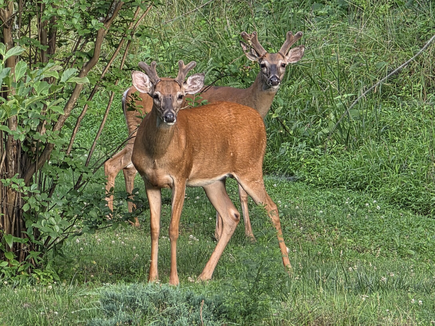 Twin Bucks