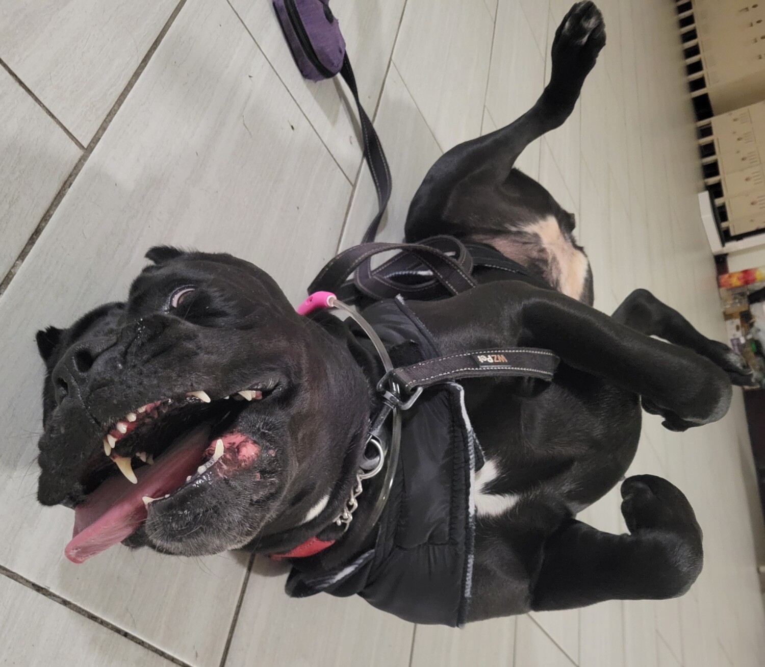 Cane Corso by breed, belly-flop champion by choice