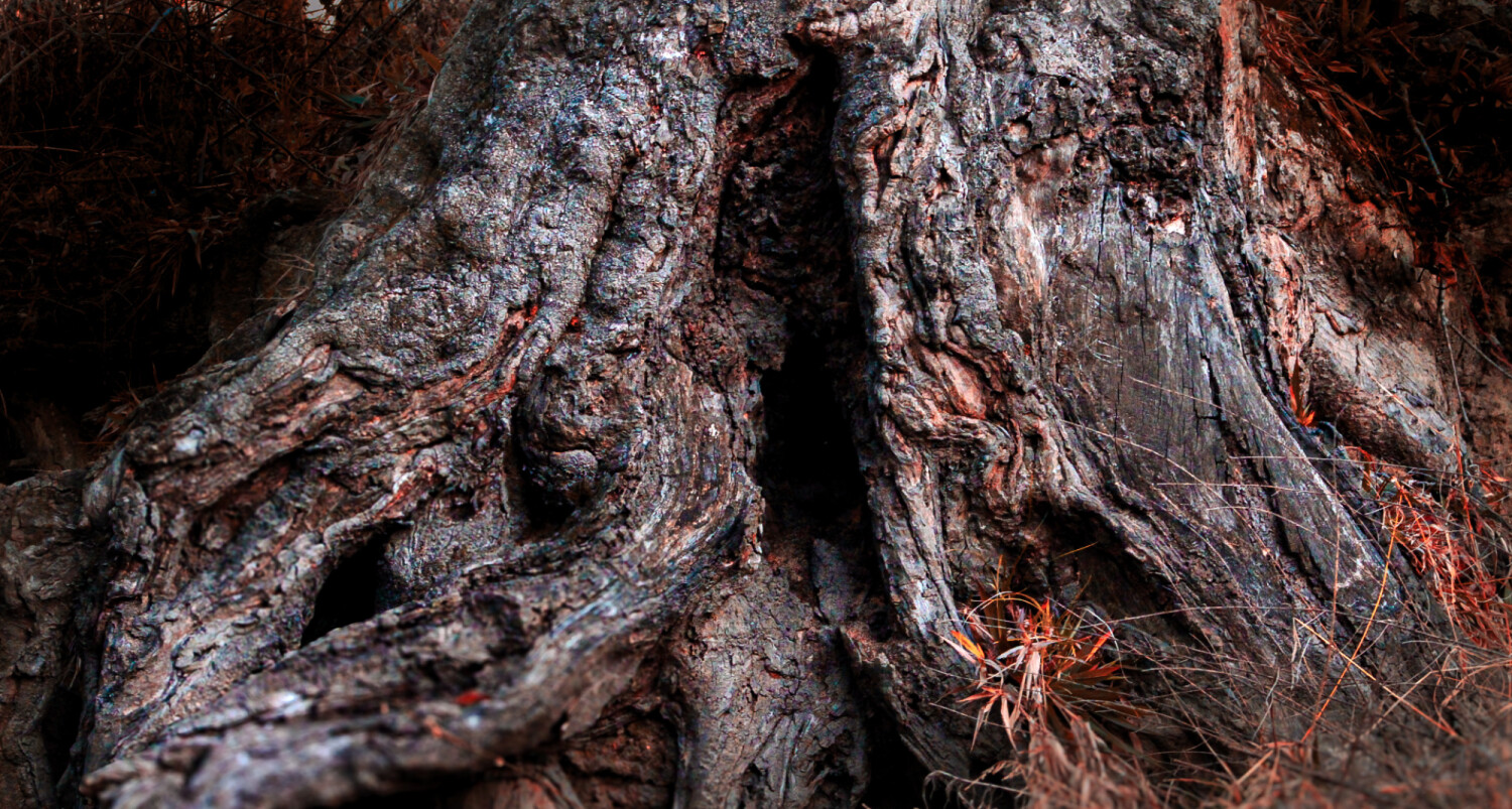 Intricate Tree Trunk