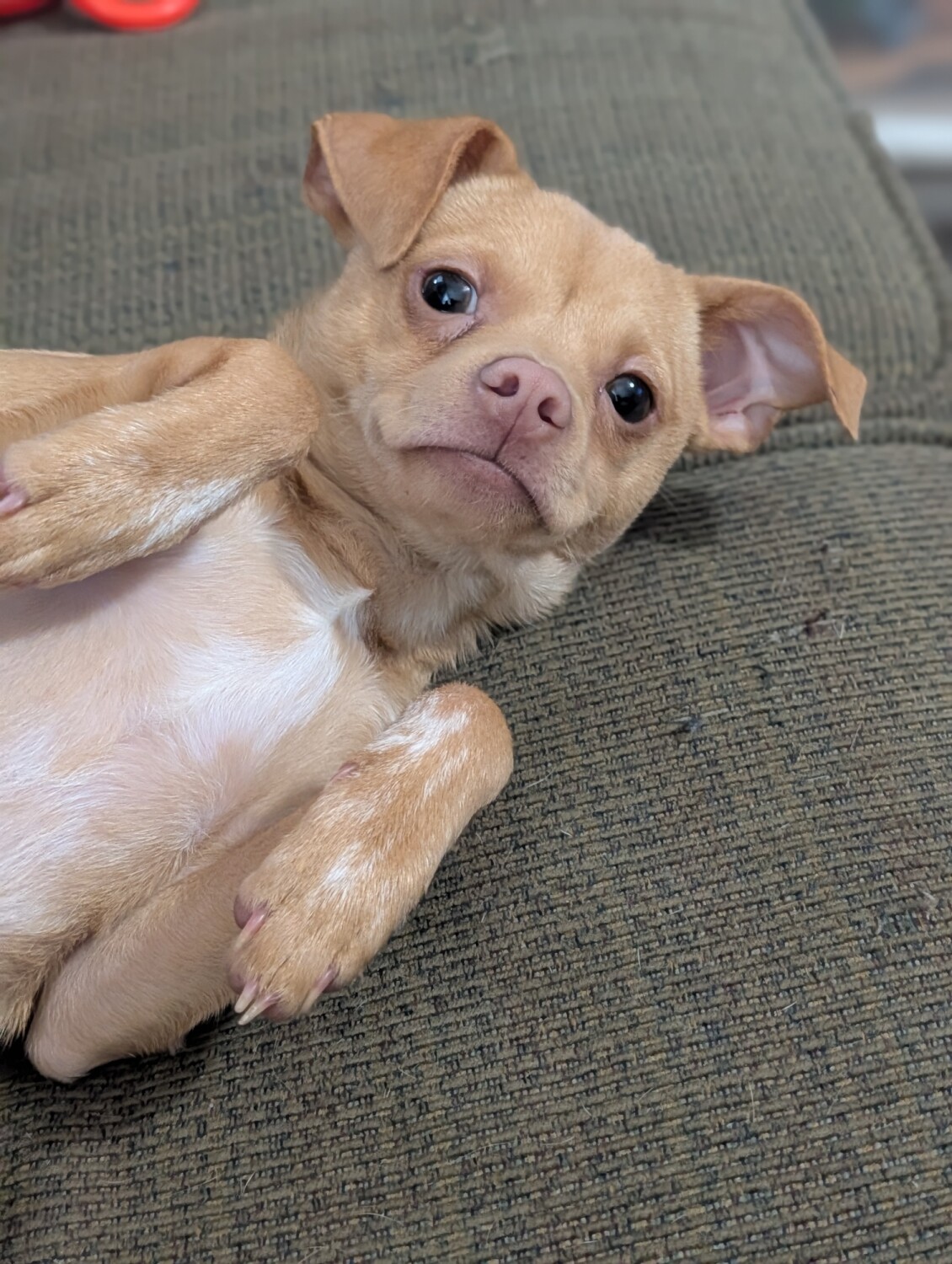 Here's Churo!