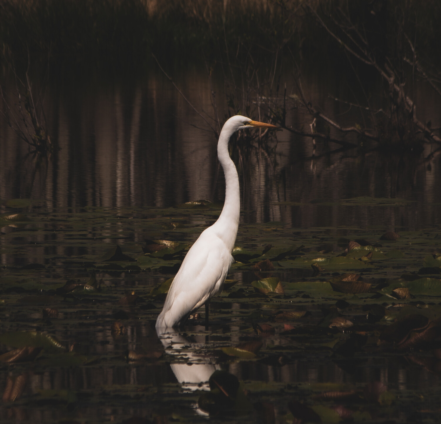 “Stillness before the Strike”