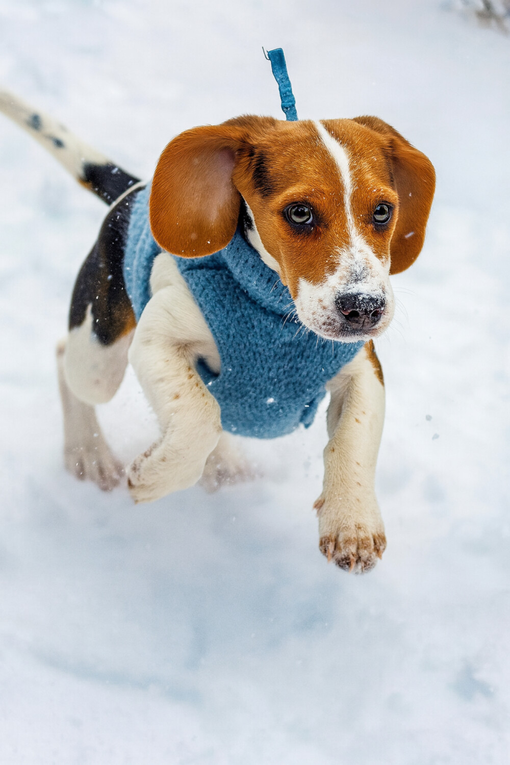 The beauty in the snow