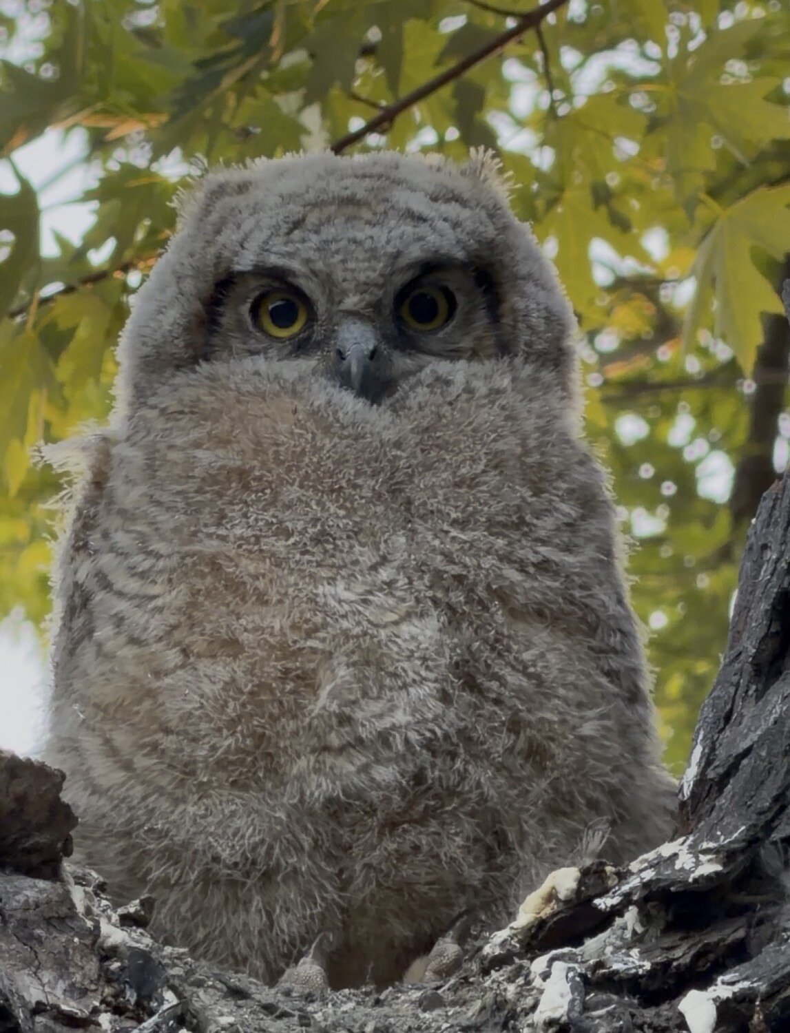 Fluffy enough?