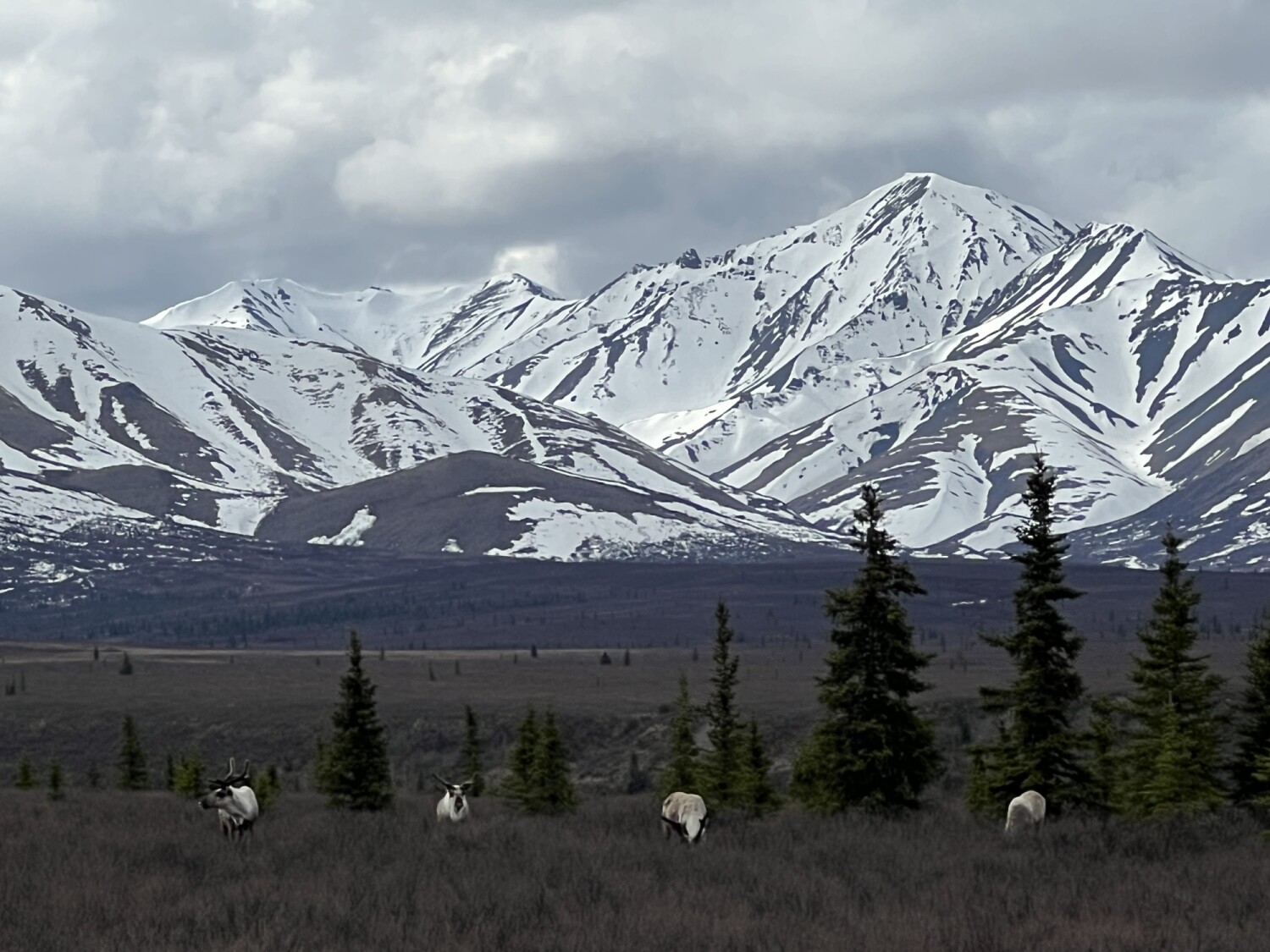 Caribou Country