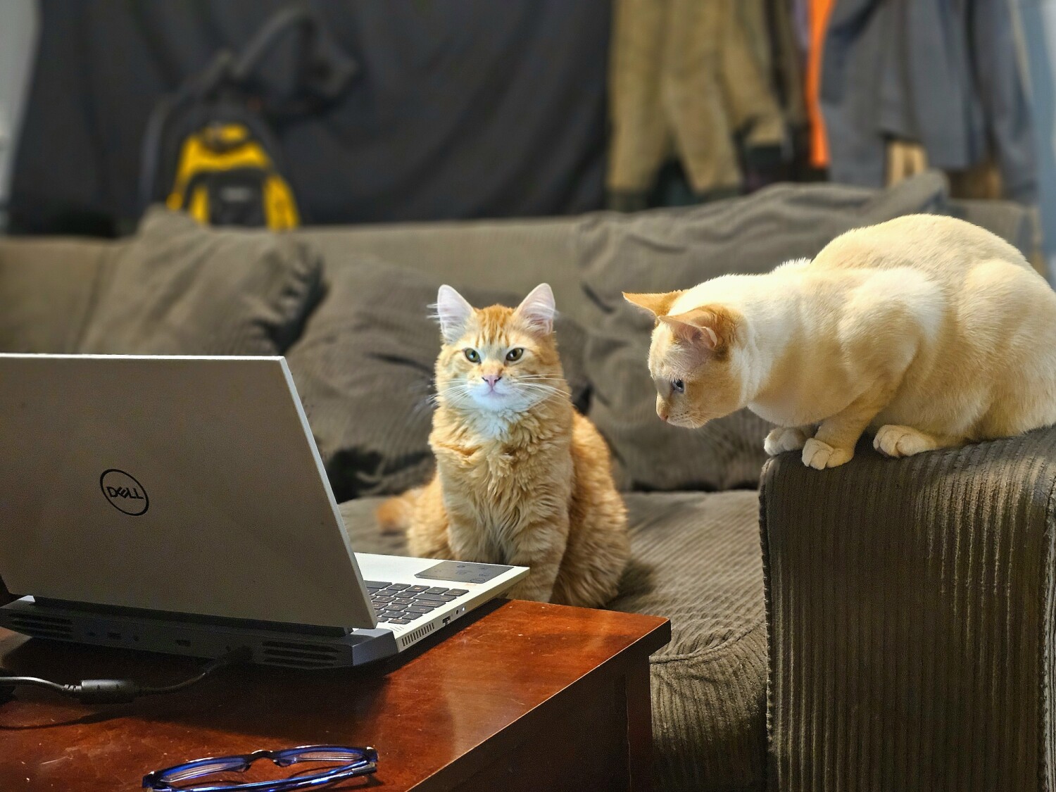 Cat-tastrophe at the Office